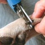 dog nail trim